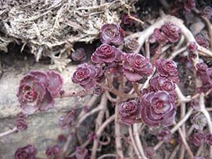 Heirloom Non-GMO Sedum Carpet Flower Seeds – Succulent Ground Cover Flower Seeds for Planting