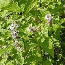 Green Mentha Arvensis Mint Plant Seeds Scientific Name Placeholder for planting in home garden