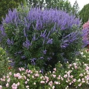 Organic Purple Vitex Agnus Plant Seeds for Planting – Heirloom, Non-GMO