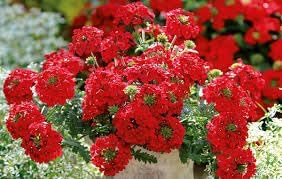 Seeds (Seeds scientific name) for planting in garden