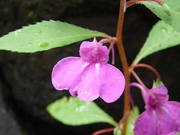 Heirloom Non-GMO Violet Balsamine Flower Seeds for Garden Planting – Colorful Annual Blooms