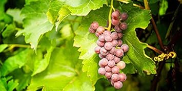 Grape Fruit Seed for Planting - Brown Color Variety, Rich in Vitamin C, Garden Seeds for Home