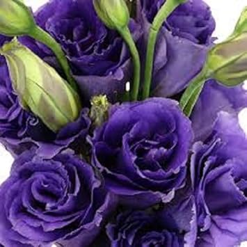Violet Lisianthus Flower Seeds for Planting - Heirloom, NON-GMO Seeds - Beautiful Garden Blooms