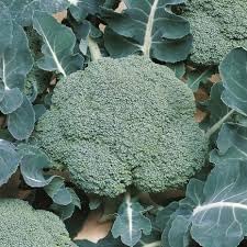 Broccoli Seeds for Planting - 100 Pcs pcs