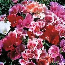 Godetia Flower Seeds for Planting 100 pcs