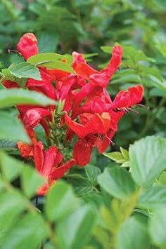Cape Honeysuckle Flower Seeds in Red - NON GMO Seeds