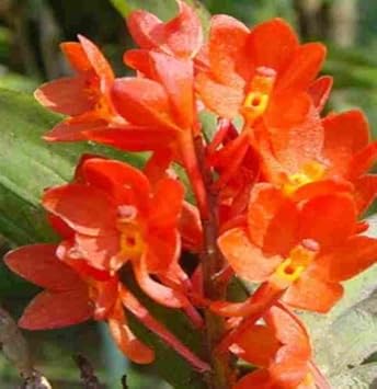 Orange Ascocentrum Flower Seeds for Planting - 100 pcs