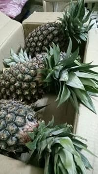 Blackberry Fruit Seeds - Delicious and Juicy Berries for Your Garden 100 Pcs pcs