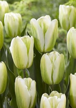 Green Tulip Flower Seeds for Planting – Heirloom, Non-GMO, Vibrant Garden Blooms