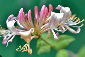 Heirloom Pink White Cape Honeysuckle Flower Seeds, Non-GMO Vibrant Blooms for Planting