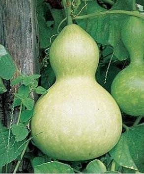 White Gourd Vegetable Seeds for Planting heirloom & Non-GMO Seeds