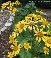 Heirloom Black Eyed Susan Flower Seeds for Planting - NON GMO Seeds