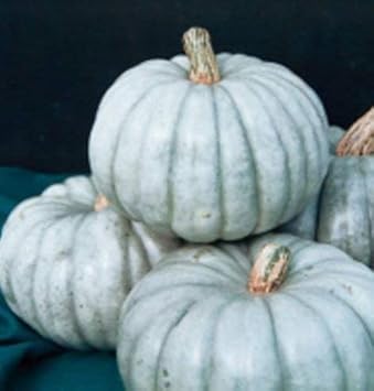 White JARRAHDALE Pumpkin Seeds - Perfect for Growing Heirloom Pumpkins 100 Pcs pcs