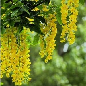 Golden Chain Flower Seeds for Planting - NON GMO Seeds