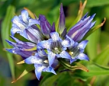 Heirloom Non-GMO Blue Gentiana Sceptrum Flower Seeds for Alpine Garden Beds and Vibrant Outdoor Planting