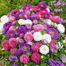 Aster Flower Seeds Heirloom Non GMO Planting - 100 pcs for planting in home garden