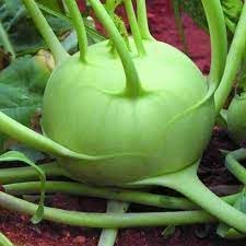 Giant Kohlrabi Vegetable Seeds for Planting - 100 Pcs pcs