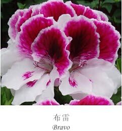Organic Heirloom Mixed Regal Pelargonium Flower Seeds – Non-GMO Garden Seeds for Planting