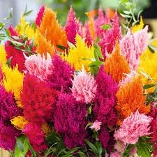 Plumed Flower Seeds for Garden Planting - NON GMO Seeds