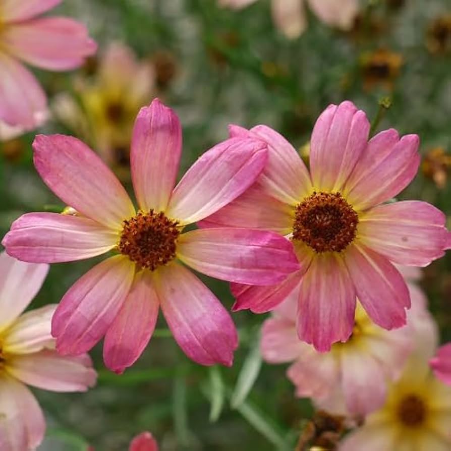 Pink Coreopsis Flower Seeds ƒ?? Heirloom, Non-GMO Flower Seeds for Planting for planting in your garden.