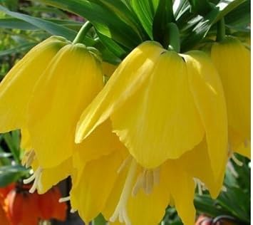 Yellow Imperial Crown Flower Seeds for Planting – 100 pcs
