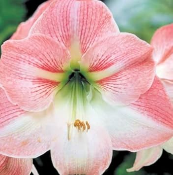 Heirloom Non-GMO White Pink Hippeastrum Rutilum Flower Seeds for Garden Planting – Exotic Amaryllis Blooms