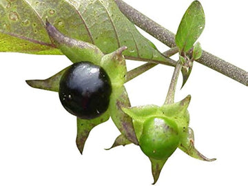 Black Belladonna Plant Seeds for Planting, NON GMO Seeds