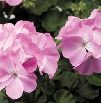 Univalve Geranium Flower Seeds in Light Pink - 100 pcs