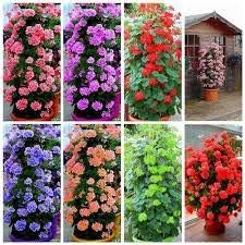 Mixed Climbing Geranium Flower Seeds