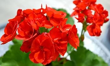 Geranio de Hojas Flower Seeds for Planting - NON GMO Seeds