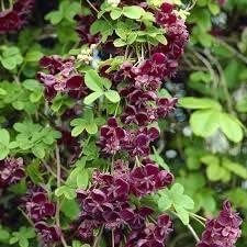Akebia Quinata Flower Seeds for Planting - NON GMO Seeds