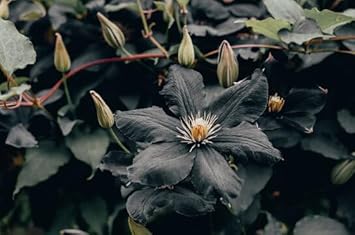 Heirloom Non-GMO Clematis Flower Seeds for Planting – Climbing Vine Garden Seeds