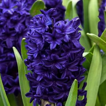 Deep Blue Hyacinthus Orientalis Flower Seeds for Planting
