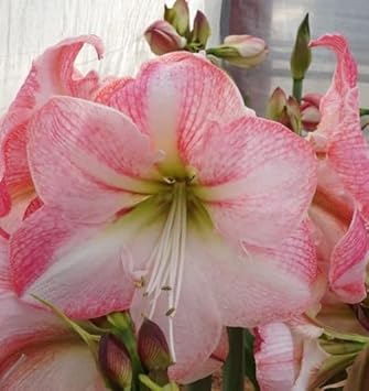 Heirloom Non-GMO White Pink Hippeastrum Rutilum Flower Seeds for Garden Planting – Exotic Amaryllis Blooms