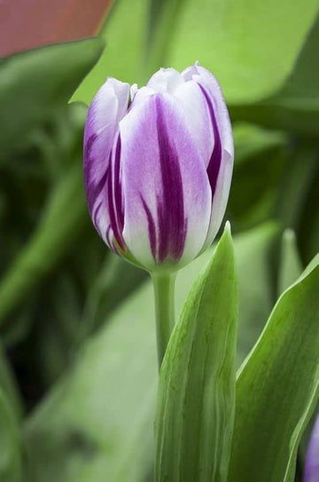 White Purple Flower Seeds for Planting â€“ Heirloom, Non-GMO, Vibrant Garden Blooms