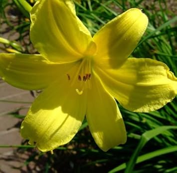 Heirloom Non-GMO Light Green Hemerocallis Flower Seeds for Long-Blooming Perennial Garden Plantin