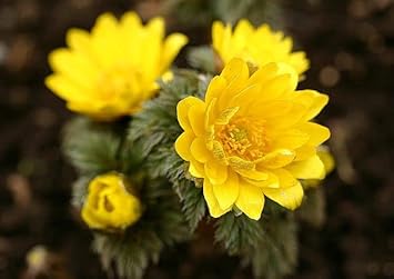 Yellow Adonis Flower Planting Seeds for Garden NON GMO Seeds