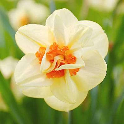 Double Petals Narcissus Daffodil Seeds for Planting – Heirloom, Non-GMO Flower Seeds