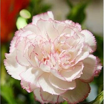 Heirloom Non-GMO Baby Pink Carnation Flower Seeds for Garden Planting – Classic Fragrant Blooms
