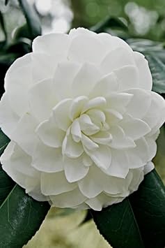 Heirloom Camellia Flower Seeds – Non-GMO Flower Seeds for Planting - Camellia for planting in home garden