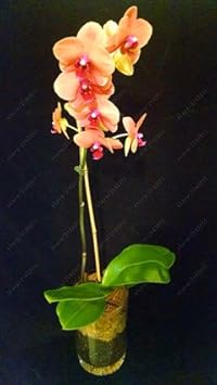 Orange Mini Orchid Flower Seeds for Planting - 100 pcs