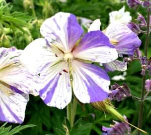 Geraniums Flower Seeds in Violet White - 100 pcs
