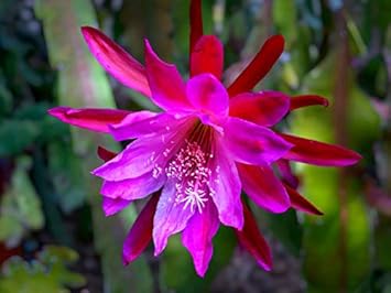 Heirloom Pink Epiphyllum Oxypetalum Flower Seeds for Planting – Non-GMO, Rare Fragrant Night Blooms