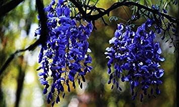 Blue Wisteria Flower Planting Seeds for Garden NON GMO Seeds