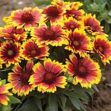 Arizona Flower Seeds for Planting - 100 Pcs pcs