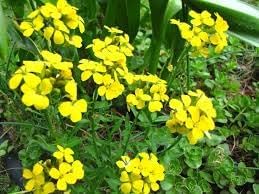 Heirloom Non-GMO Wallflower Seeds for Planting – Fragrant Spring Blooms for Pollinator Gardens