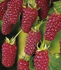 Tayberry Fruit Seed Set for Unique, Sweet Berries 100 Pcs pcs