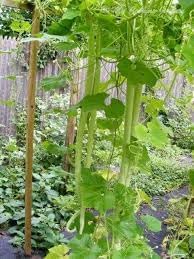 Zucchetta Summer Squash Cucurbita pepo seeds for garden planting