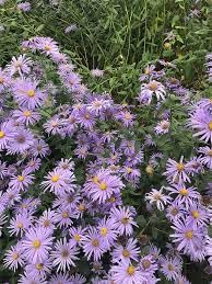 Dutch Chrysanthemum Seeds for Planting - NON GMO Seeds