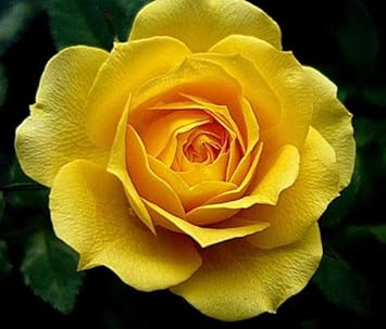 Mustard Yellow Rose Plant Seeds for Planting Non-GMO Heirloom Garden Seeds for Home and Outdoor Gardening